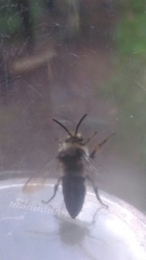 Melecta albifrons