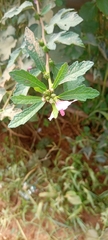 Malvaceae