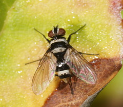 Trigonospila cingulata