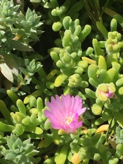 Drosanthemum candens