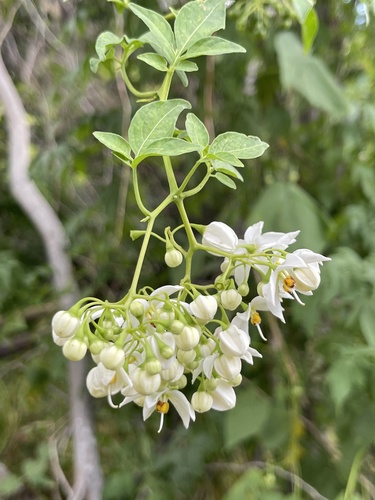 Brazilian Nightshade