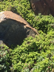 Drosanthemum candens