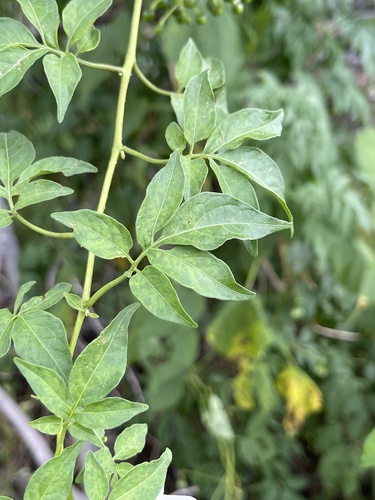 Brazilian Nightshade