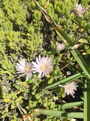 Drosanthemum candens