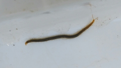 Henia vesuviana