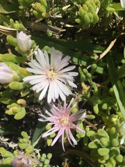 Drosanthemum candens