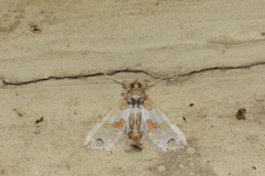 Leucinodes orbonalis