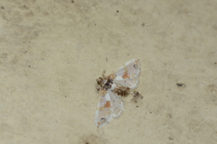 Leucinodes orbonalis