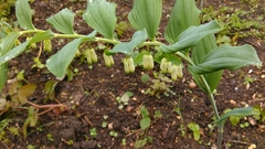 Polygonatum × hybridum