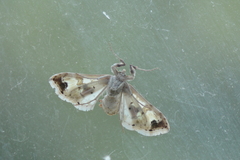 Leucinodes orbonalis