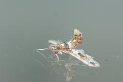 Leucinodes orbonalis