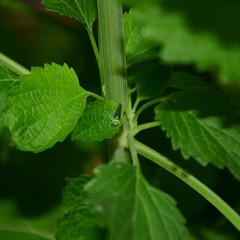 Ishidaella albomarginata