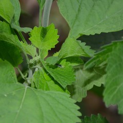 Ishidaella albomarginata