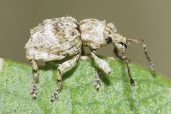 Brachyolus punctatus