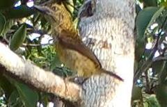 Lybiidae