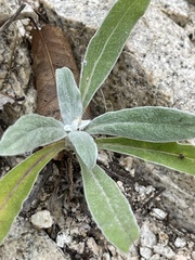 Froelichia xantusii