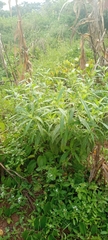 Magnoliopsida