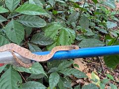 Toxicodryas adamanteus