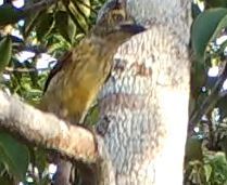 Lybiidae