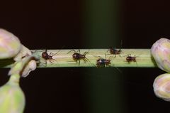 Uroleucon formosanum