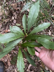 Anopterus macleayanus