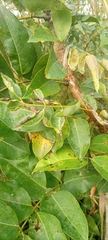 Daniellia oliveri