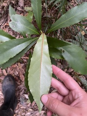 Anopterus macleayanus