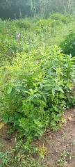 Magnoliopsida