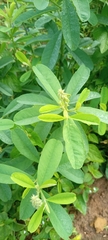 Magnoliopsida