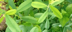 Magnoliopsida