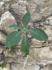 Tournefortia hartwegiana