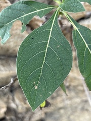 Tournefortia hartwegiana