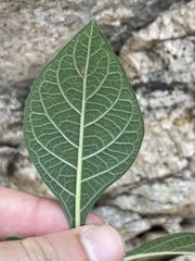 Tournefortia hartwegiana