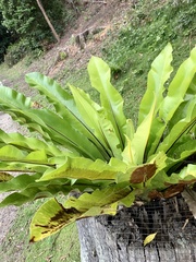 Asplenium australasicum