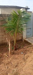 Arecaceae