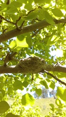 Rhipidura leucophrys