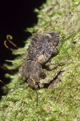 Syrphetodes marginatus