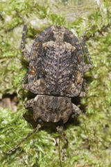 Syrphetodes marginatus
