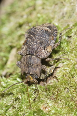 Syrphetodes marginatus