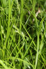 Carex inversa