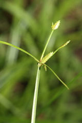 Cyperus imbecillis