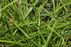 Cyperus imbecillis