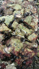 Brachidontes variabilis