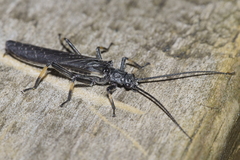 Austroperla cyrene