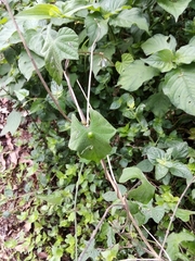 Aspidimorpha confinis