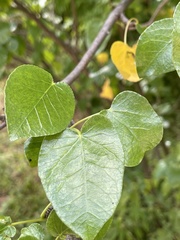 Jatropha vernicosa
