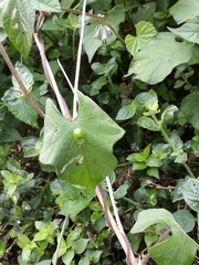 Aspidimorpha confinis