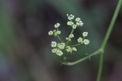 Ostericum citriodorum