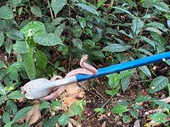 Toxicodryas adamanteus