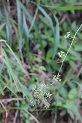 Ostericum citriodorum
